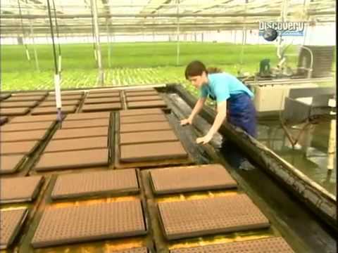 Салат гидропонный «Как это работает» Салат гидропонный «Как это работает»