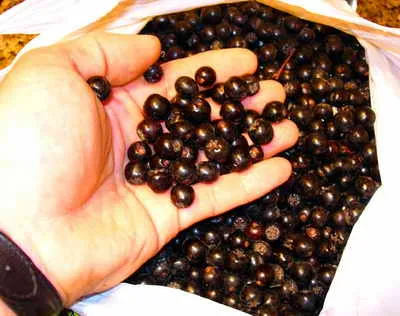 Вино из черноплодной рябины